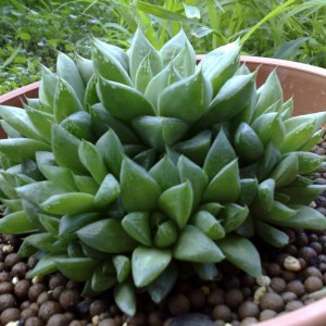 Haworthia cymbiformis