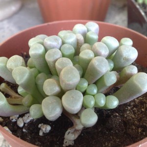 Fenestraria