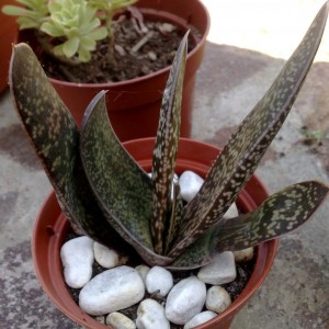 Gasteria