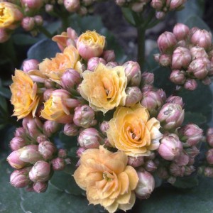 kalanchoe