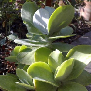 Kalanchoe thyrsiflora