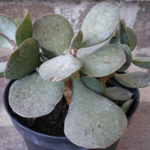 Adromischus Maculatus