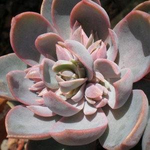 Echeveria