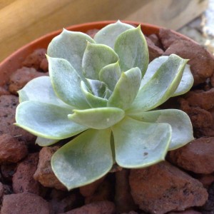 Echeveria secunda