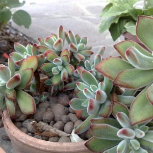 Echeveria pulvinata