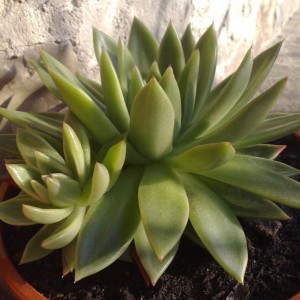 Echeveria agavoides