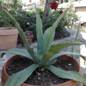 Agave americana