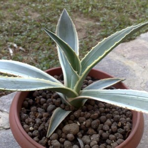 Agave americana marginata