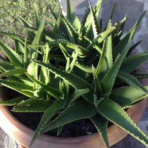 Aloe capmanambatoensis