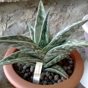 Aloe variegata