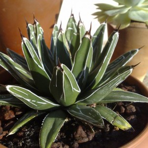 Agave Victoriae Reginae