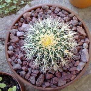 Echinocactus Grusonii