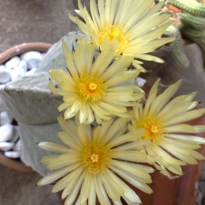 Astrophytum myriostigma