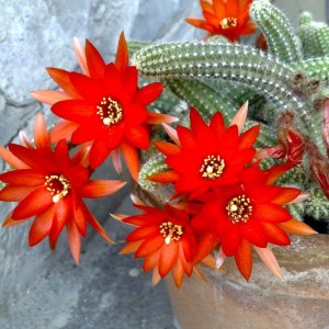 Echinopsis chamaecereus