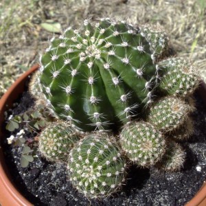 Echinopsis multiplex