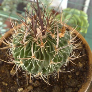 Echinofossulocactus lloydii