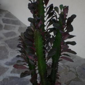 Euphorbia trigona rubra