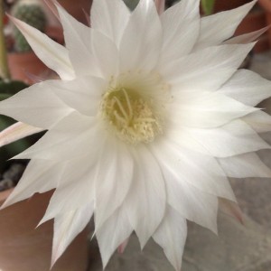 Echinopsis subdenudata