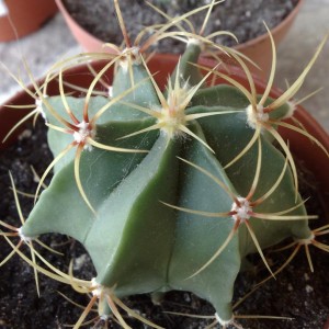 Ferocactus histrix