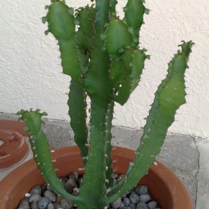 Euphorbia triangularis