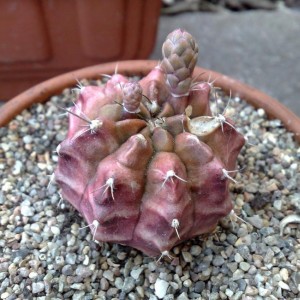 Gymno mihanovichii