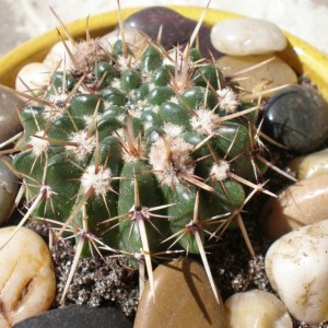 Notocactus submammulosus