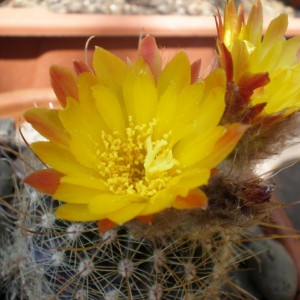 Parodia aureicentra