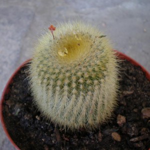 Notocactus leninghausii