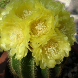 Parodia warasii