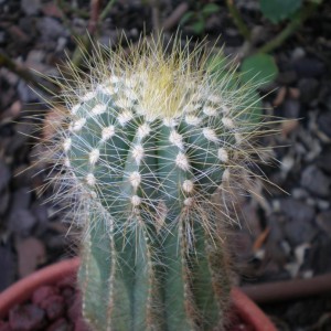 Notocactus magnificus