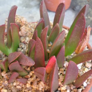 Carpobrotus