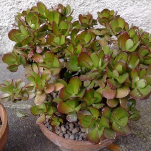 Crassula ovata