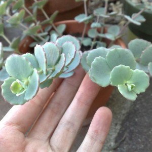 Sedum sieboldii