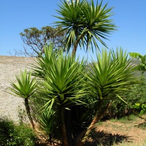 Yucca