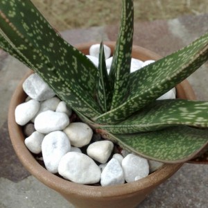 Gasteria