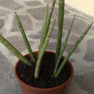 Sanseveria Cylindrica