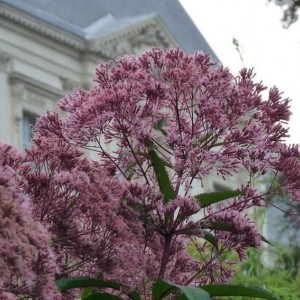 Eupatorium Purpureum