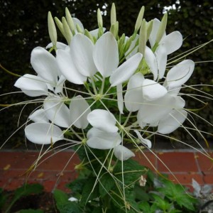 Cleome hassleriana