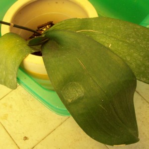 phal 4