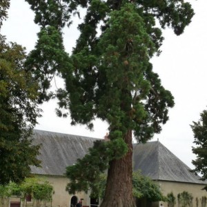 notare la maestosità degli alberi presenti!!!!!!!!
potati sempre pochissimo e lasciati crescere.......

mentre dove sto io anche se nei parchi c'è