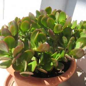 Crassula