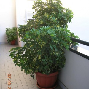 schefflera e aralia