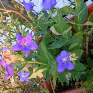 pervinca