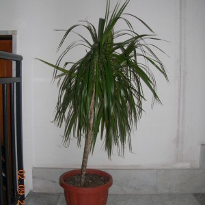 dracena marginata pianerottolo