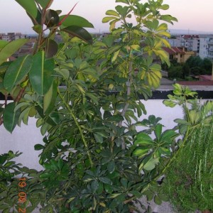 schefflera