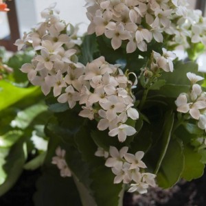 kalanchoe