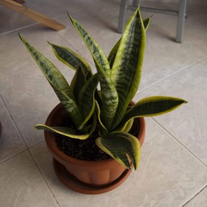 sanseveria2