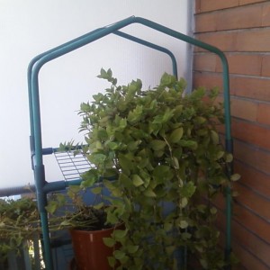 Foto0012http://forum.giardinaggio.it/album.php?albumid=2418&attachmentid=46729