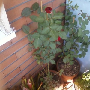 Foto0015http://forum.giardinaggio.it/album.php?albumid=2418&attachmentid=46731