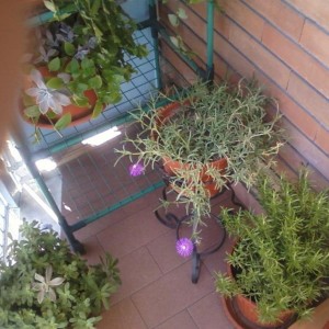 Foto0014http://forum.giardinaggio.it/album.php?albumid=2418&attachmentid=46733